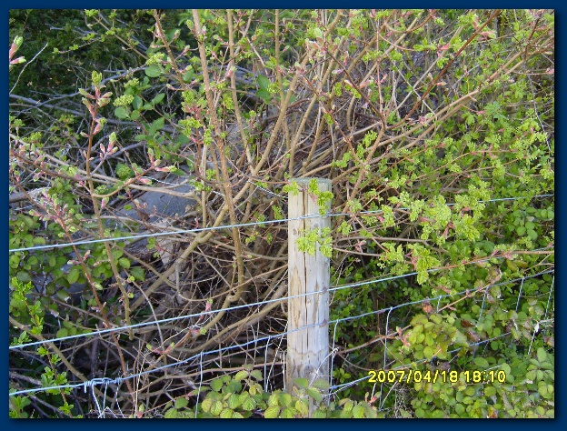 600x449 pixels (233K)